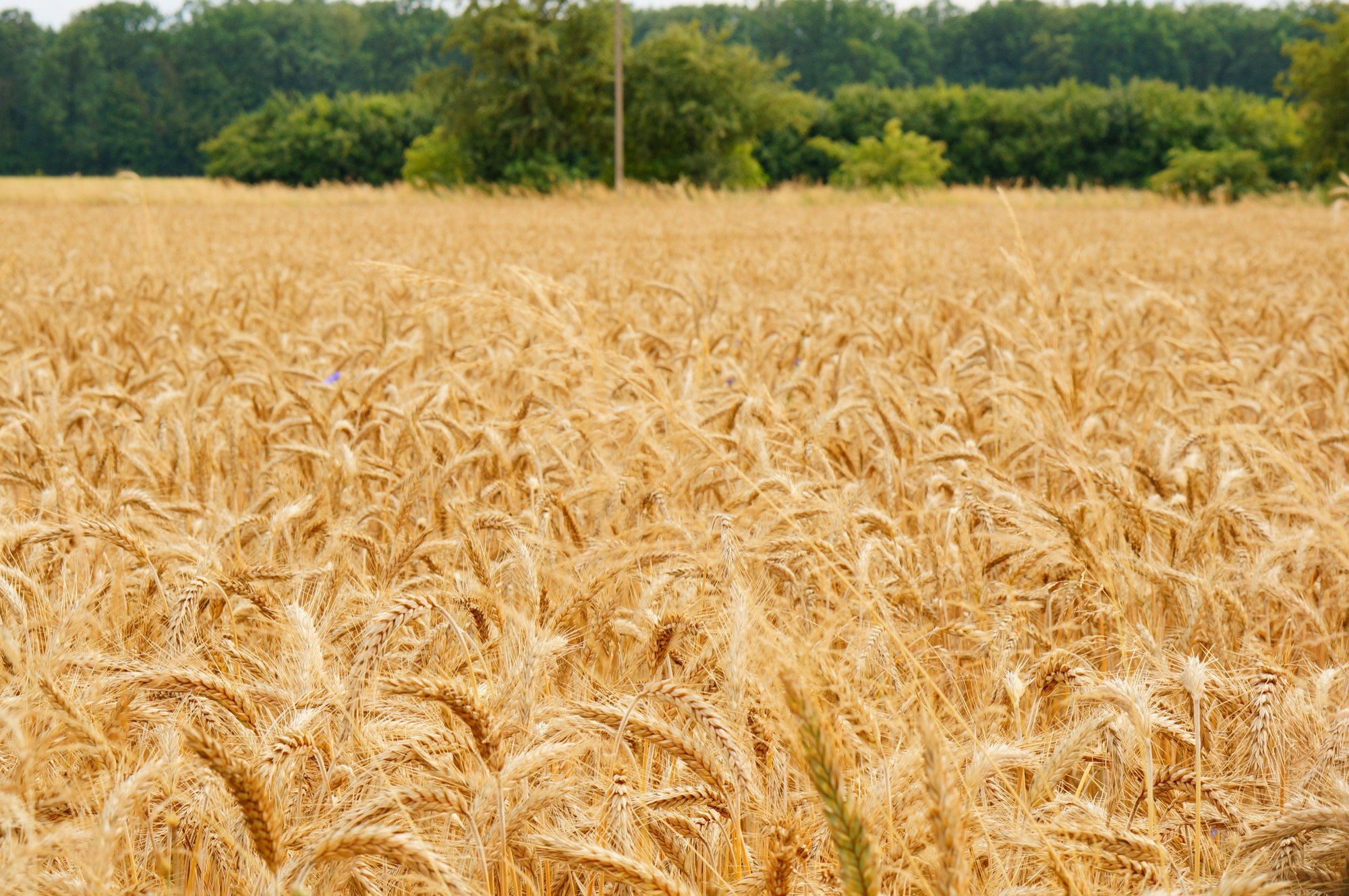 Locally Adapted Varieties